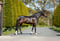 Anuncio de caballos