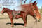 Horse ad