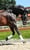 Horse ad