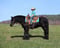 Annuncio cavallo