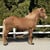 Annuncio cavallo