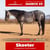 Annuncio cavallo