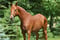 Horse ad