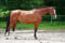 Annuncio cavallo