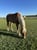 Horse ad