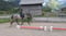 Horse ad