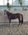 Horse ad