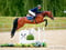 Annuncio cavallo