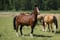 Horse ad
