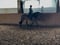 Horse ad