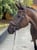 Annuncio cavallo