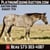 Horse ad