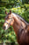 Annuncio cavallo