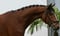 Horse ad