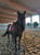 Horse ad