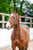 Annuncio cavallo