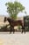 Horse ad