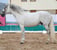 Horse ad
