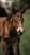 Horse ad