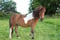 Annuncio cavallo