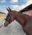 Horse ad