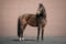 Horse ad