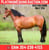 Horse ad