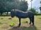 Horse ad