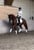 Annuncio cavallo