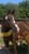 Horse ad