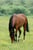 Horse ad