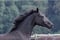 Horse ad