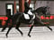 Horse ad