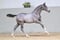 Annuncio cavallo