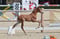 Annuncio cavallo