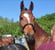 Horse ad