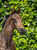 Annuncio cavallo