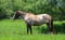 Horse ad
