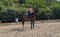 Annuncio cavallo
