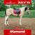 Annuncio cavallo