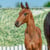 Horse ad