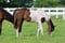 Horse ad