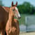Horse ad