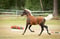 Horse ad