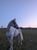 Annonce cheval