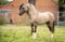 Horse ad