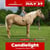 Horse ad
