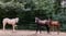 Horse ad