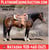 Horse ad