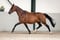 Annuncio cavallo